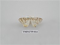 藏品(尺蛾328)的圖片